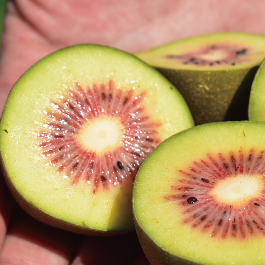 山梨県産　レッドキウイ　800ｇ