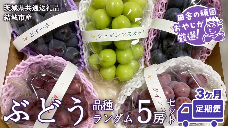 
            【定期便】ぶどう 品種ランダム5房セット【2025年8月から3か月連続で発送】（茨城県共通返礼品 [ぶどう]：結城市産） ブドウ 葡萄 果物 フルーツ 茨城県産
          