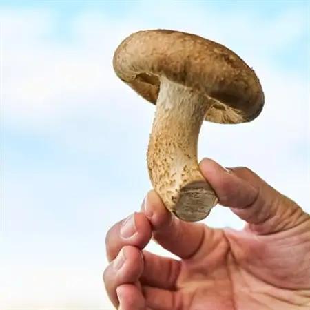茨城県城里町産 きのこの詰め合わせ Sサイズ 約1kg_野菜  きのこ _【配送不可地域：離島・沖縄県】【1593968】