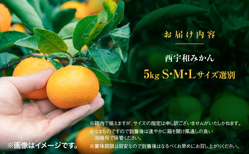 【先行受付】みさき果樹園の段々畑育ち 西宇和産みかん5kg【C21-47】YWTBC028