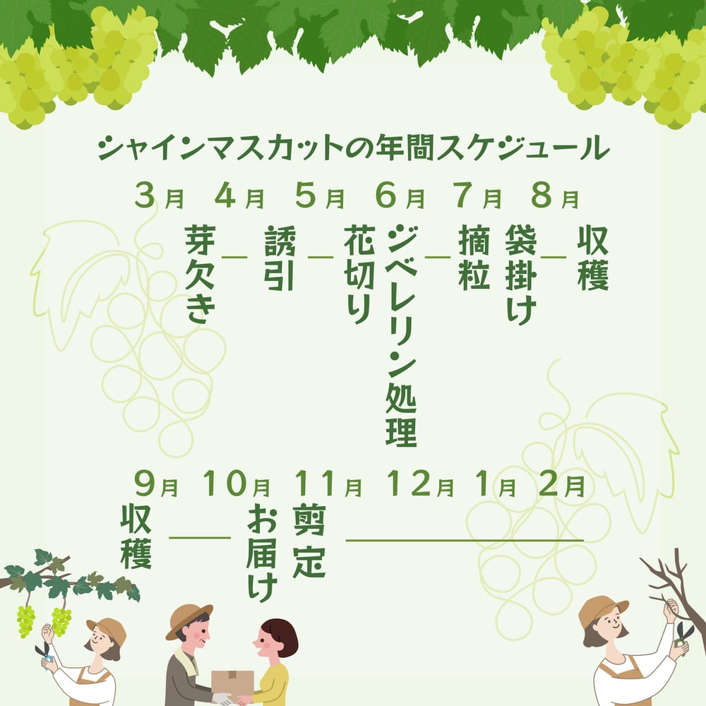 【岡山県産】シャインマスカット 約600g