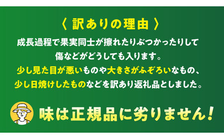 【ご家庭用】キウイフルーツ ヘイワード 18個 甘熟パック入り 愛媛県大洲市/西村農園 キウイ 果物 くだもの フルーツ 訳アリ[AGDC007]