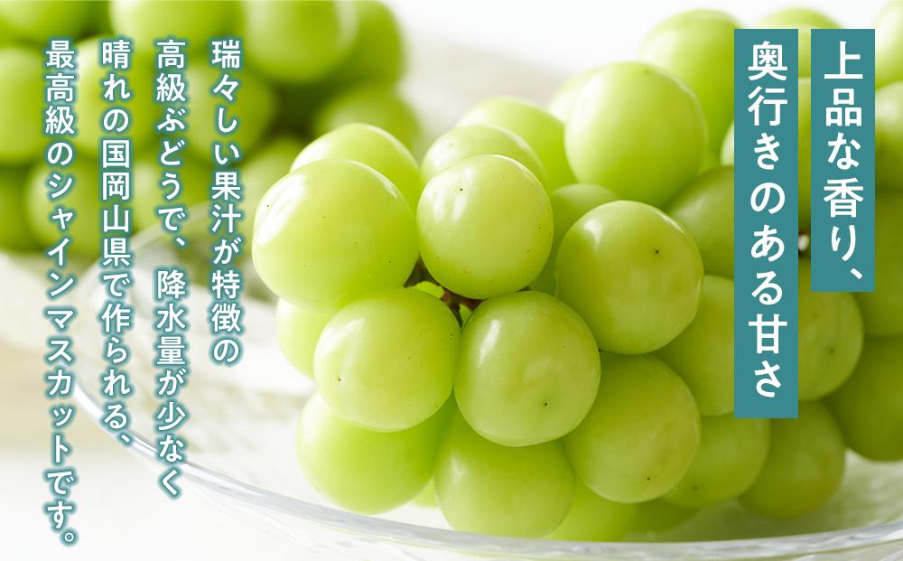 ぶどう 2024年 先行予約 ニュー ピオーネ 1房（1房470g以上） シャイン マスカット 『晴王』1房（1房470g以上）詰合せ（2房） ブドウ 葡萄  岡山県産 国産 フルーツ 果物 ギフト 