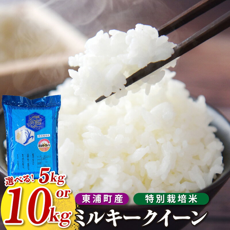 【ふるさと納税】【令和8年度産】東浦町のミルキークイーン【選べる内容量：5kg・10kg（5kg×2袋）】令和8年産 ミルキークイーン 特別栽培米 精米 米 おこめ 農家直送 コスパ ブランド米 令和7年度 鈴木農産 愛知県 東浦町 返礼品 送料無料 [AO001]