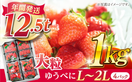 【先行予約】大粒いちご L〜2L ゆうべに 1kg（4pc）【熊本ベリー】熊本県産いちご くだもの いちご イチゴ 苺 ゆうべに 大粒いちご  国産いちご 熊本県産いちご 九州産いちご ゆうべにいちご 熊本いちご こだわりいちご 甘いいちご 九州いちご    [ZER001]