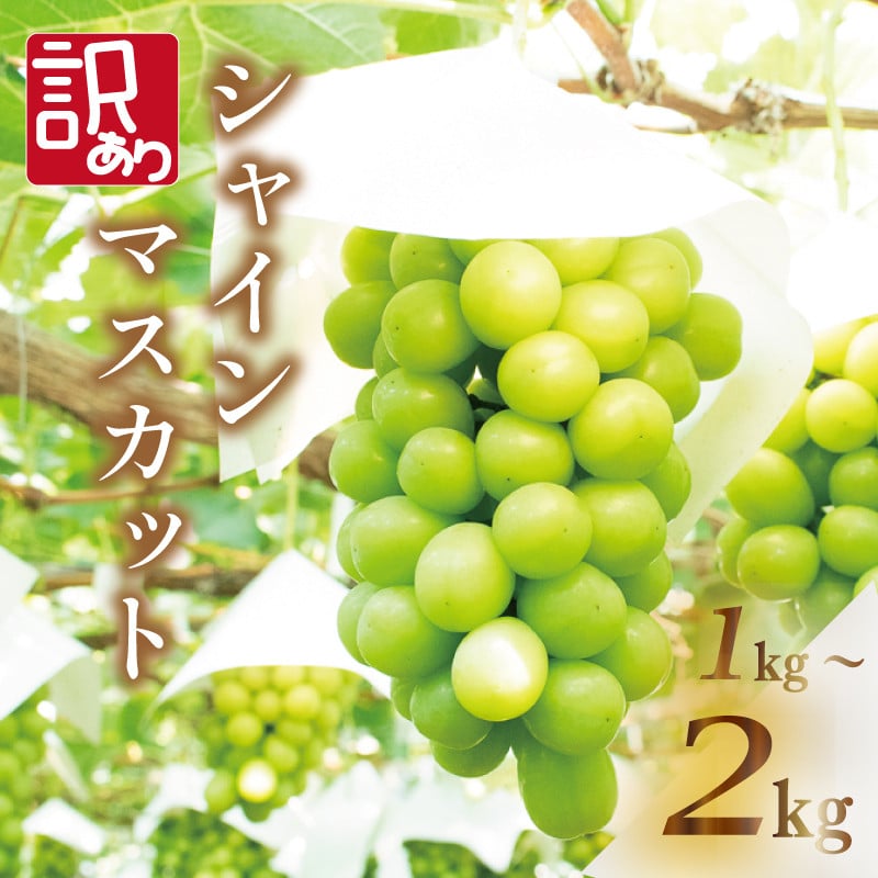 
            【 先行予約 】訳あり シャインマスカット 選べる容量 約1kg 約1.5kg 約2kg ＜ 2025年8月上旬～9月下旬頃発送 ＞ ぶどう 葡萄 マスカット フルーツ 果物 ゼリー ジュース アイス デザート スイーツ ケーキ グルメ 人気 おすすめ 甘い 送料無料 三木ぶどう園 徳島県 阿波市
          