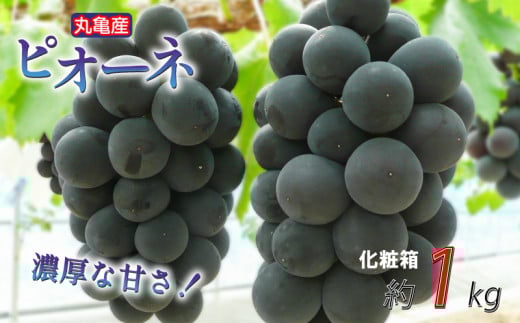 【先行予約】【化粧箱】凝縮された濃厚な甘み！ ピオーネ 約1kg 2-3房入  種なし 冷蔵 配送 ぶどう 葡萄 ブドウ フルーツ 果物 くだもの デザート 果実 美味しい 人気果物 人気フルーツ 旬のフルーツ 旬の果物 ふるさと納税ぶどう ふるさと納税ピオーネ 香川県 丸亀市