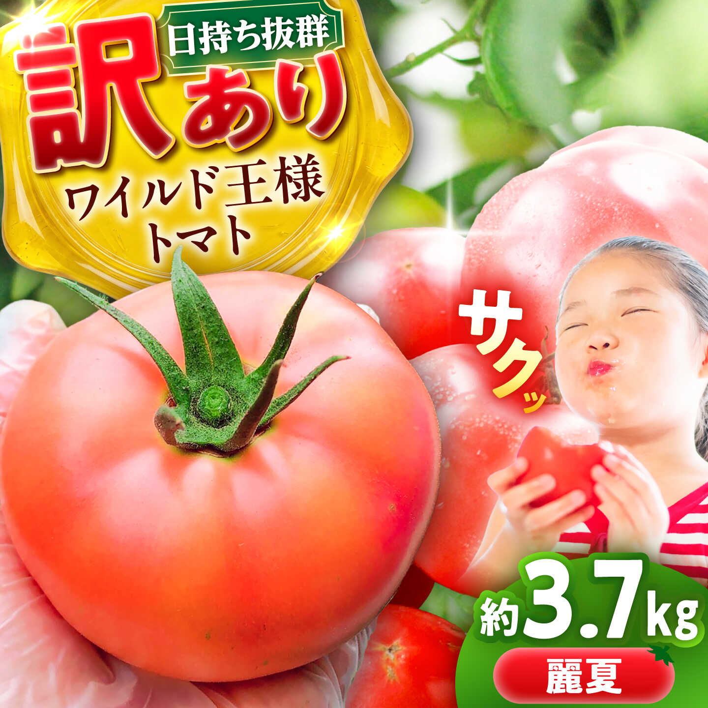 【ふるさと納税】【2週間以内に発送！】＼訳あり／ワイルド王様トマト 3.7kg / トマト とまと 箱入り 3.7キロ / 恵那市 / 阿部農園[AUGA008]