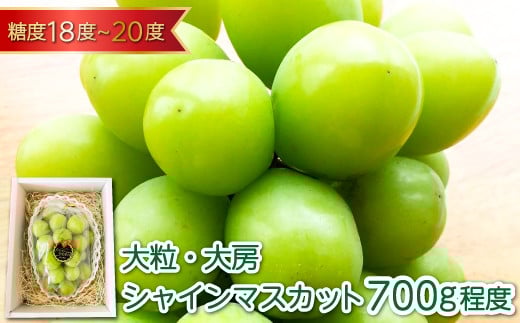 大粒大房 シャインマスカット 1房（700g程度）【シャインマスカット 大粒 先行予約 ぶどう 2026 ブドウ 葡萄 しゃいんますかっと マスカット 果物 くだもの フルーツ 大房 期間限定 季節限定 早期予約】