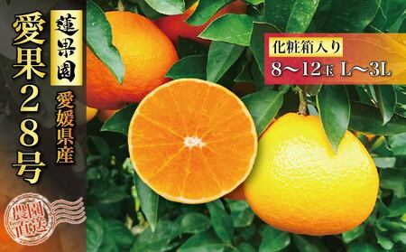【先行予約】 【11月中旬から発送予定】  愛果28号 化粧箱 8玉 から 12玉（ 高級 みかん 愛媛 まどんな 柑橘 果物 くだもの フルーツ おすすめ 人気 お取り寄せ グルメ ギフト 期間 数量 限定 松山市 蓮果園 ）【RNK0012】