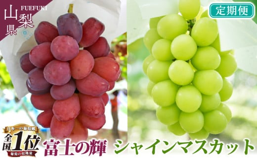 【2026年発送★先行予約】【山梨県産 旬の果物 定期便】 シャインマスカット 富士の輝  2回送り 180-012 | ぶどう 山梨 種無し 種なし シャインマスカット 富士の輝 ブラックシャイン ぶどう定期便 葡萄定期便 発送 定期便 定期 笛吹市 山梨県 フルーツ 果物 ぶどう 葡萄 おすすめ フルーツ定期便 産地 笛吹市 笛吹 国産 2回 期間限定 山梨県笛吹市  |