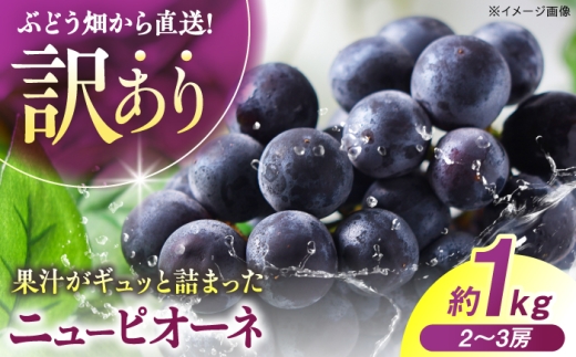【訳あり】 ニューピオーネ （約1kg／2から3房）＜8月上旬から順次発送＞ ぶどう ブドウ 葡萄 budou 黒ぶどう ピオーネ マスカット ますかっと 2026年発送 大粒 種なし 不揃い フルーツ 果物 くだもの 産地直送 お取り寄せ 送料無料 農家直送 直送 新鮮 ギフト 人気 完熟 ハウス栽培 三次市 / 西田ぶどう園 [APCM020]