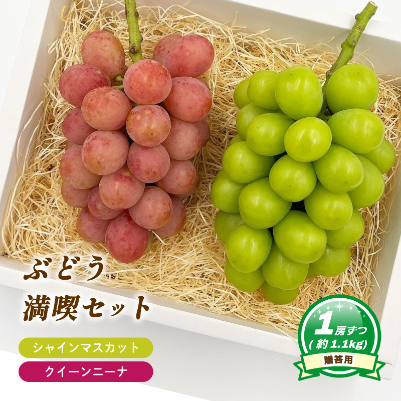 【8月下旬頃から発送】シャインマスカット ＋ クイーンニーナ 各1房 ( 計 2房/ 約 1.1kg ) < 贈答用 > | ぶどう シャインマスカット クイーンニーナ 贈答 皮ごと 種なし 大粒 数量限定 愛媛県産 松山市