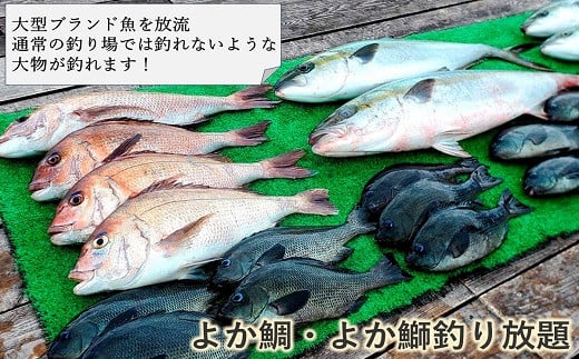 【釣り堀ハマカツ】1名釣り堀利用券(男性1名)【E2-004】 釣り 釣り堀 釣堀 海上 海釣り 魚釣り ブリ 鰤 タイ 鯛 ハマチ ヒラマサ 持ち帰り 釣り放題 エサ 餌 レンタル アウトドア