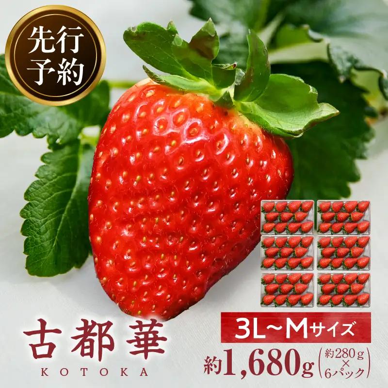 【2027年2月～3月発送】完熟「古都華」奈良ブランドいちご3L～Mサイズ6パック　先行予約 ことか 甘い 糖度 濃い 濃厚 果汁 香り 朝摘み いちご イチゴ 苺 フルーツ 果物 くだもの ご褒美 ごほうび 贈答 贈り物 ギフト プレゼント 冷蔵 奈良県 生駒市 送料無料