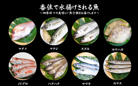 香住の朝獲れ地魚セット 期間限定 4～5種類詰め合わせ 1.5kg～2kg程度 33-11