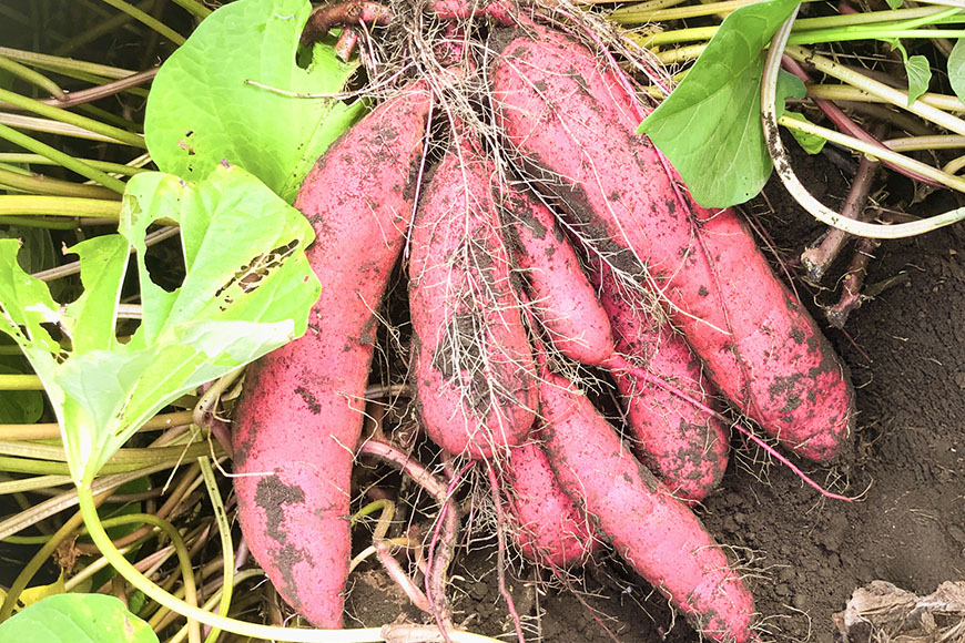 【京阪百貨店厳選】茨城県産べにはるか平干し 1kg 干し芋 ほしいいも 芋 さつま芋 サツマイモ さつまいも 干しいも B18-013