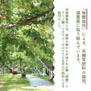 【令和7年産先行予約】 さくらんぼ 紅秀峰 LLサイズ バラ詰め 500g　山形県鶴岡産　鈴木さくらんぼ園