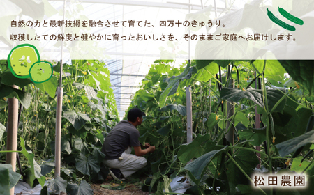 四万十市産 きゅうり 2kg 朝採れ 新鮮 野菜 やさい 高知県産 国産 胡瓜 キュウリ みずみずしい 産地直送 お取り寄せ 旬 ハウス栽培 農家直送 高知県 高知 四万十市 四万十 しまんと【発送時