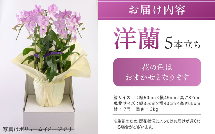 【お中元対象】【10セット限定】デンファレ（洋蘭）5本立ち 糸島市 / 和饗エコファーム [AVI003]