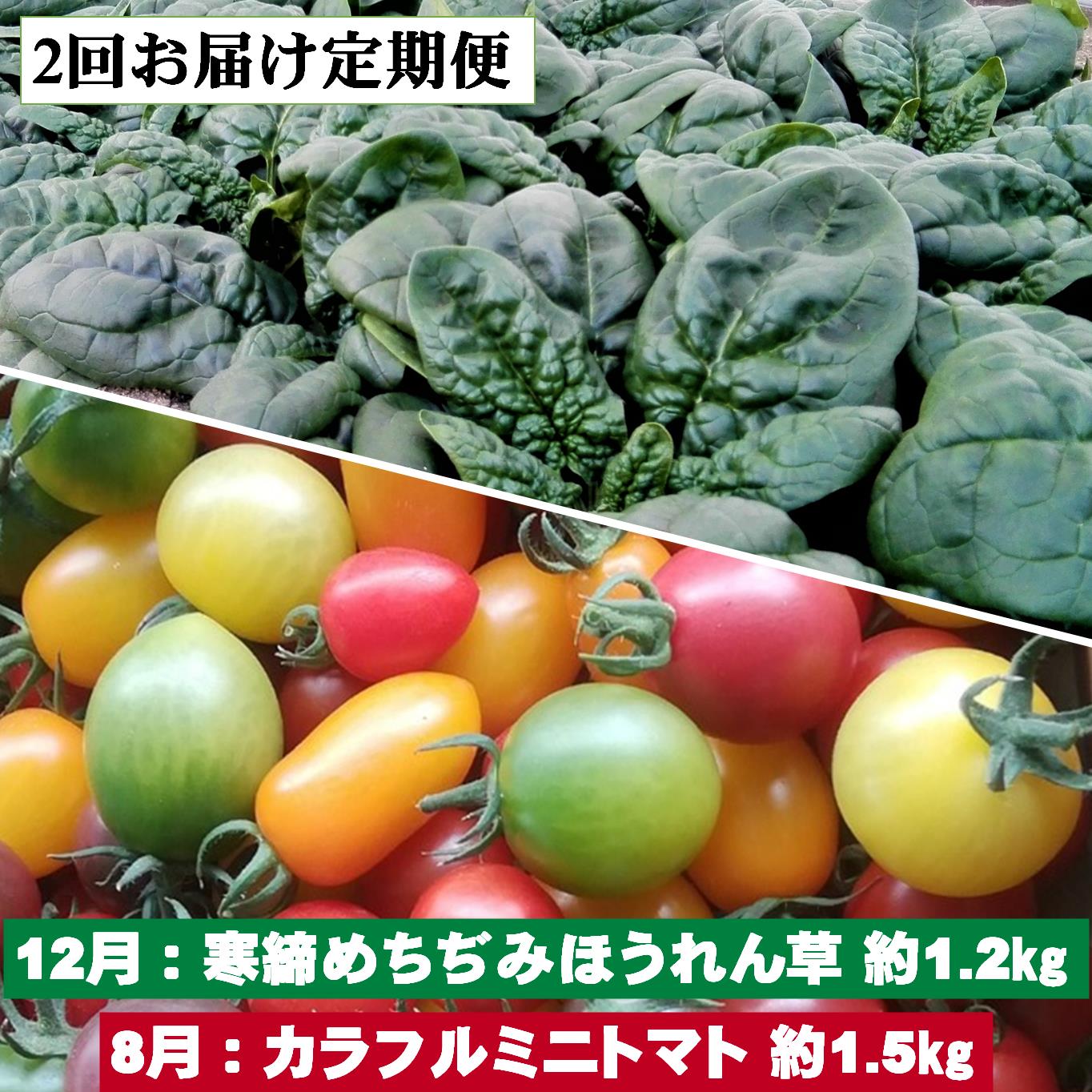 【ふるさと納税】＜2025年12月・2026年8月お届け＞大作農園　寒締めちぢみほうれん草約1.2kg・カラフルミニトマト約1.5kg　2回お届け定期便【定期便・ 野菜 緑黄色野菜 北海道産 直送 アイコ 】SBTR006