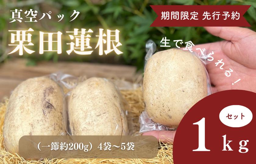 
            期間限定　先行予約　生で食べれる真空パック栗田蓮根１キロセット
          
