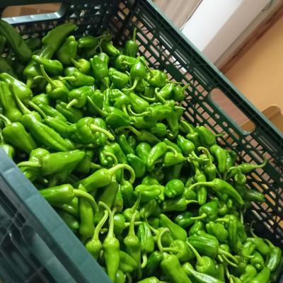 ふるさと納税 遠野市 パドロン 1kg おつまみ 野菜 / 岩手県 遠野市産 こんたでぃーの遠野 |  | 01