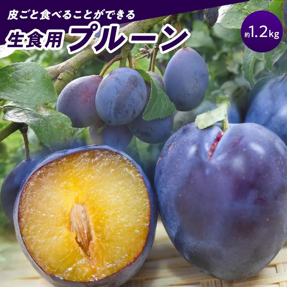 生食用プルーン約1.2kg【2026年8月中旬以降発送予定】 | プルーン
