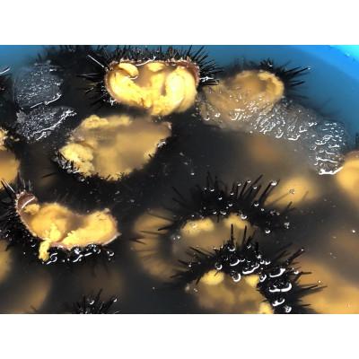 ふるさと納税 田野畑村 2026年先行予約　岩手県たのはた産　牛乳瓶入り生ウニ150g×2本　数量限定　塩水生うに |  | 01