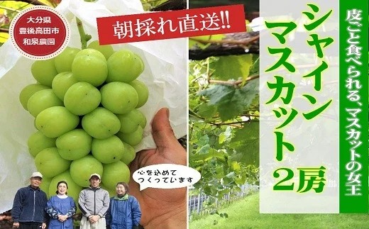 D2-02 【先行予約】特選シャインマスカット2房入（約1kg）