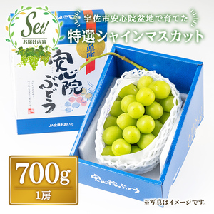 特選シャインマスカット(約700g)シャインマスカット ぶどう 葡萄 フルーツ 果物 くだもの 果実 特選＜先行予約受付中！2026年8月下旬より順次発送予定＞＜北海道、沖縄、離島配送不可＞【1063