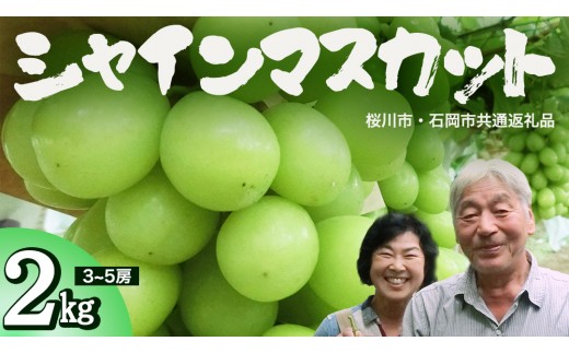 
                  シャインマスカット 約2kg  (桜川市・石岡市共通返礼品） 2026年9月上旬発送開始  開田ぶどう園 産地直送 フルーツ 甘い 直送 茨城 限定 ギフト ぶどう シャインマスカット 果物 [DO005sa]
                