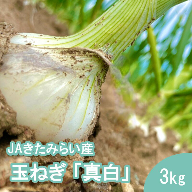 【ふるさと納税】【予約：2027年8月発送】JAきたみらい産 玉ねぎ 真白 3kg ( ふるさと納税 玉葱 たまねぎ 野菜 ましろ ふるさと納税 玉ねぎ ふるさと納税 たまねぎ オニオン 玉葱 北海道 北見市 )