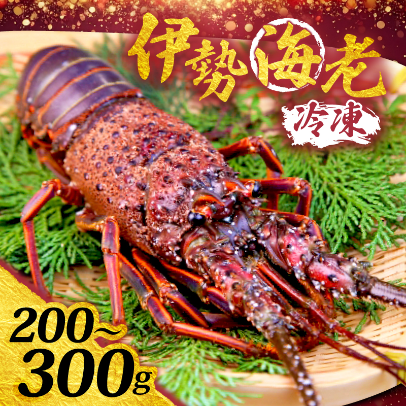 須崎産 冷凍 伊勢海老 200～300g｜伊勢海老 伊勢エビ 伊勢 海老 エビ イセエビ 刺身 味噌汁 鍋 ボイル エビフライ アレンジ可 新鮮 海鮮 高知県 須崎市