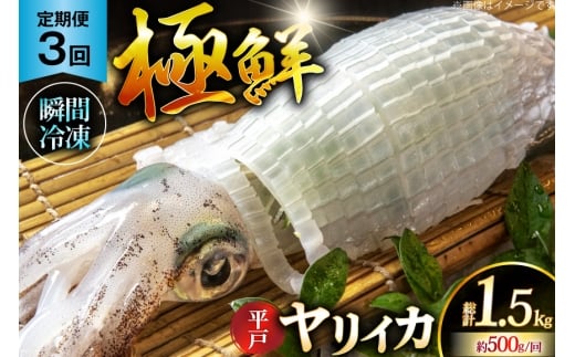 イカ 刺身 極鮮 ヤリイカ 計1.5kg（約500g×3回） 3回 定期便 [海隆丸 長崎県 平戸市 hr42bgy400090] おつまみ ヤリイカ 新鮮 海鮮 魚介 瞬間冷凍 冷凍 コリコリ 直送 冷凍 個包装 真空パック