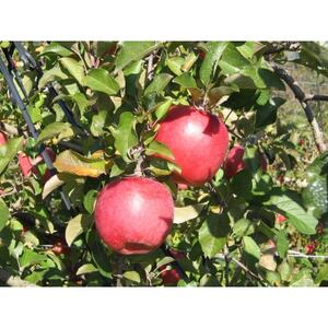 【南信州あじさい農園】葉とらずりんご(サンふじ)約15kg家庭用【1594218】