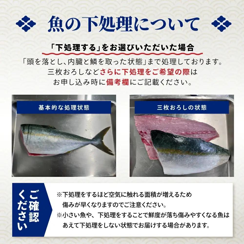 鮮魚セット(2～3人用) 下処理済み 朝獲れ直送 三陸 旬 冷蔵 刺身 海藻 貝 鮮魚 お魚