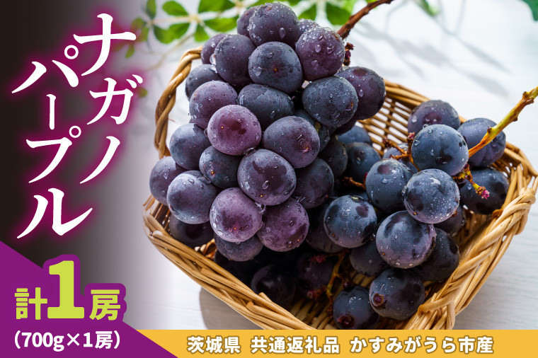 
            ナガノパープル700g×1房　県内共通返礼品かすみがうら市産 (BR179)
          