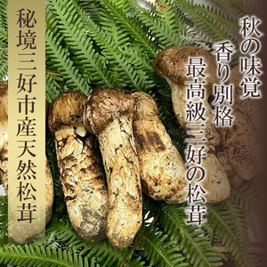 三好市産松茸 200g 2～5本 まつたけ 【 まつたけ 】