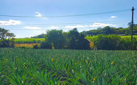 【2026年先行予約】【訳あり】ふちゃく農園のゴールドバレル4.5kg以上 パイン パイナップル パインアップル 高級パイン 沖縄県産パイン フルーツ 南国フルーツ トロピカルフルーツ 高級フルーツ 