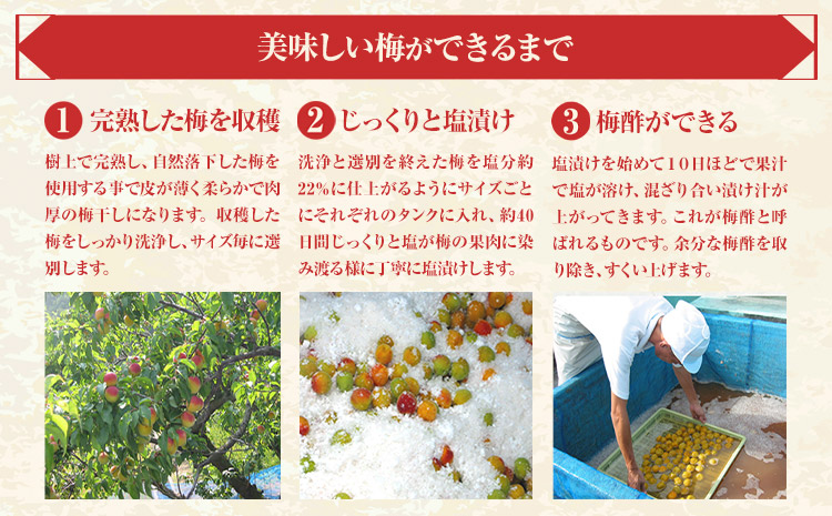 訳あり 紀州南高梅 くずれ梅 しそ風味 1.6kg 農林水産大臣賞受賞《30日以内に出荷予定(土日祝除く)》ウェブセラータクティクス 和歌山県 日高川町 梅干し 塩分 15％ 漬け物 ごはんのお供 白