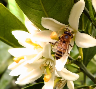 はぜ・みかんのはちみつセット(各220g）｜国産 食べ比べ 自然蜂蜜 大久保養蜂場 熊本県産