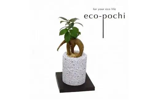 S060-085A_エコ・ポチ シリンダー　白 ガジュマル / 観葉植物 インテリア グリーン ガジュマル