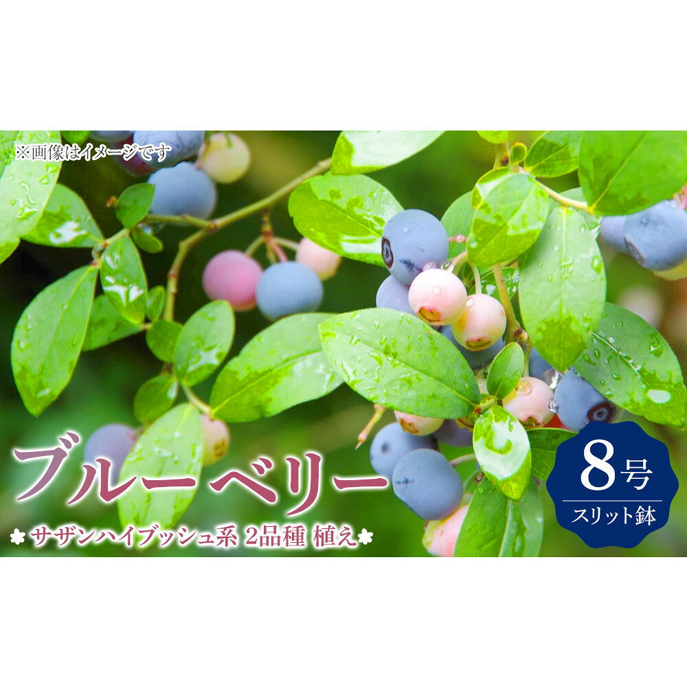 【ふるさと納税】ブルーベリー 『 サザンハイブッシュ系 2品種 植え 』 8号スリット鉢 【 ブルーベリーの肥料 セット！】