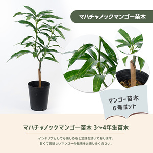 2026年1月中旬～発送【観葉植物】マハチャノックマンゴー 苗木 6号ポット3～4年生 前園植物園 IB002-001 観葉植物 観葉植物※北海道・沖縄・離島配送不可