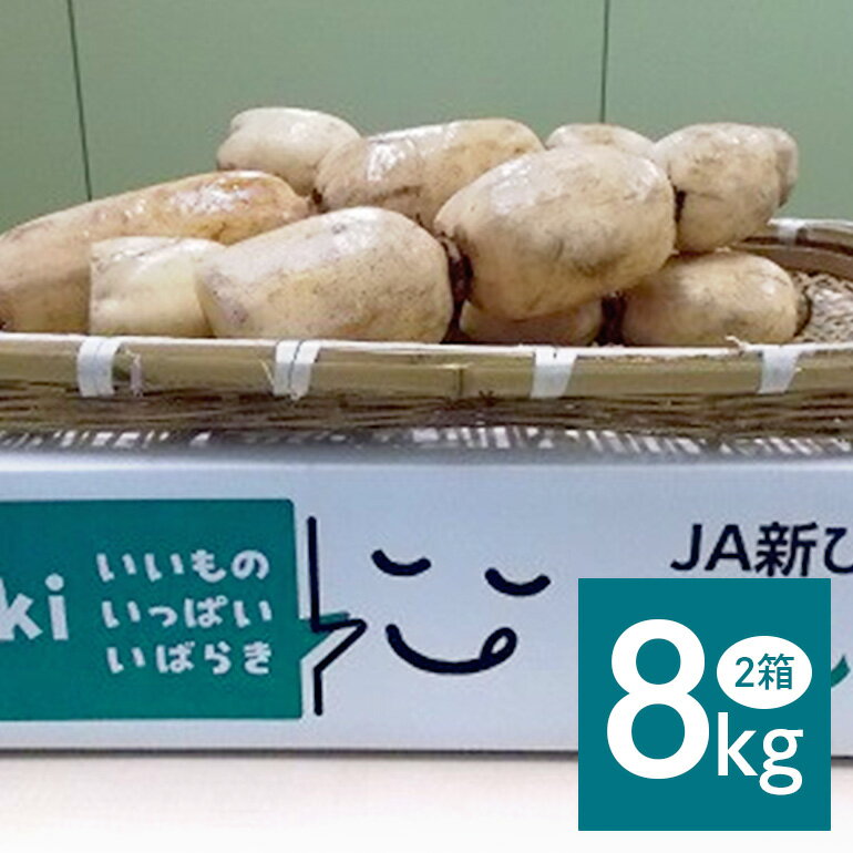 【ふるさと納税】 れんこん 2箱 ( 約 8kg ) 新ひたち野大地のめぐみ 旬の野菜 季節限定 良質 レンコン 蓮根 根菜 野菜 旬 新鮮 農産物 食品 産地直送 農園直送 茨城県 石岡市 (B01-013)