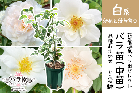 花巻温泉バラ園で育った「バラ中苗」5号サイズ -白- 【1859】