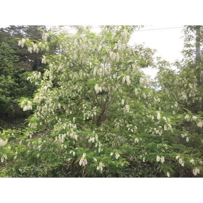 ふるさと納税 横浜町 【青森県産】澤谷養蜂園　自家採取国産はちみつギフトBセット(アカシア・とち　420g各1本) |  | 01