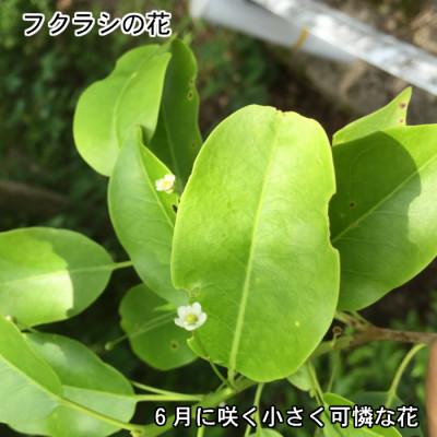 ふるさと納税 三次市 国産 純粋はちみつのふくらし蜂蜜 1200g×1 |  | 01