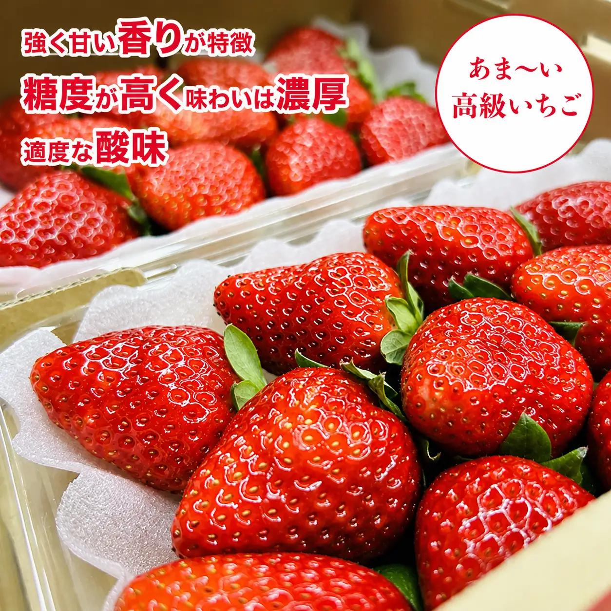 【先行予約】【定期便 2回】いちご 古都華 250g×２パック ことか いちご